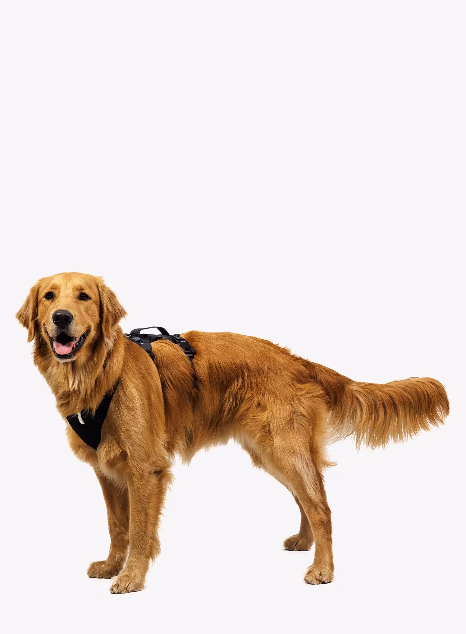 Pasja oprsnica Ruffwear Ridgeline Harness - obsidian black
