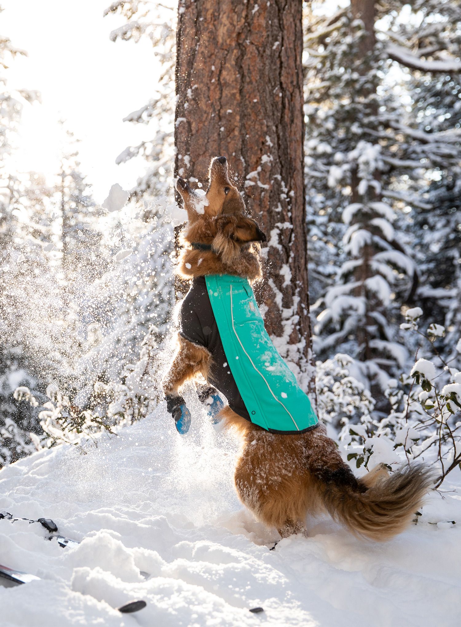 Plašč za psa Ruffwear Cloud Chaser Jacket - aurora teal