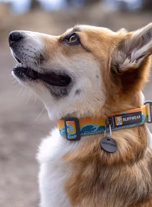 Ovratnice za pse Ruffwear Crag Collar - rising wave