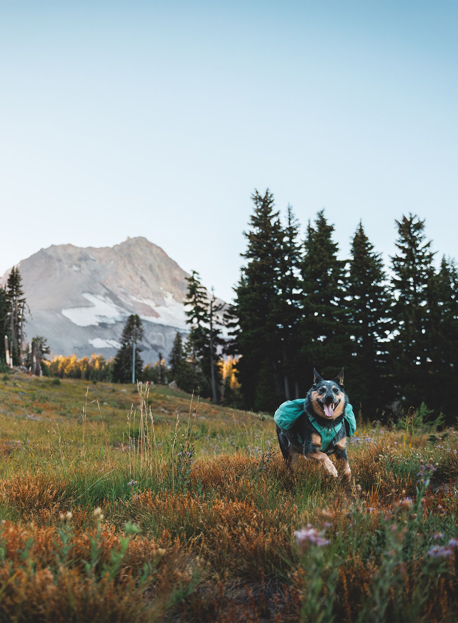 Nahrbtnik za psa Ruffwear Front Range Day Pack - river rock green