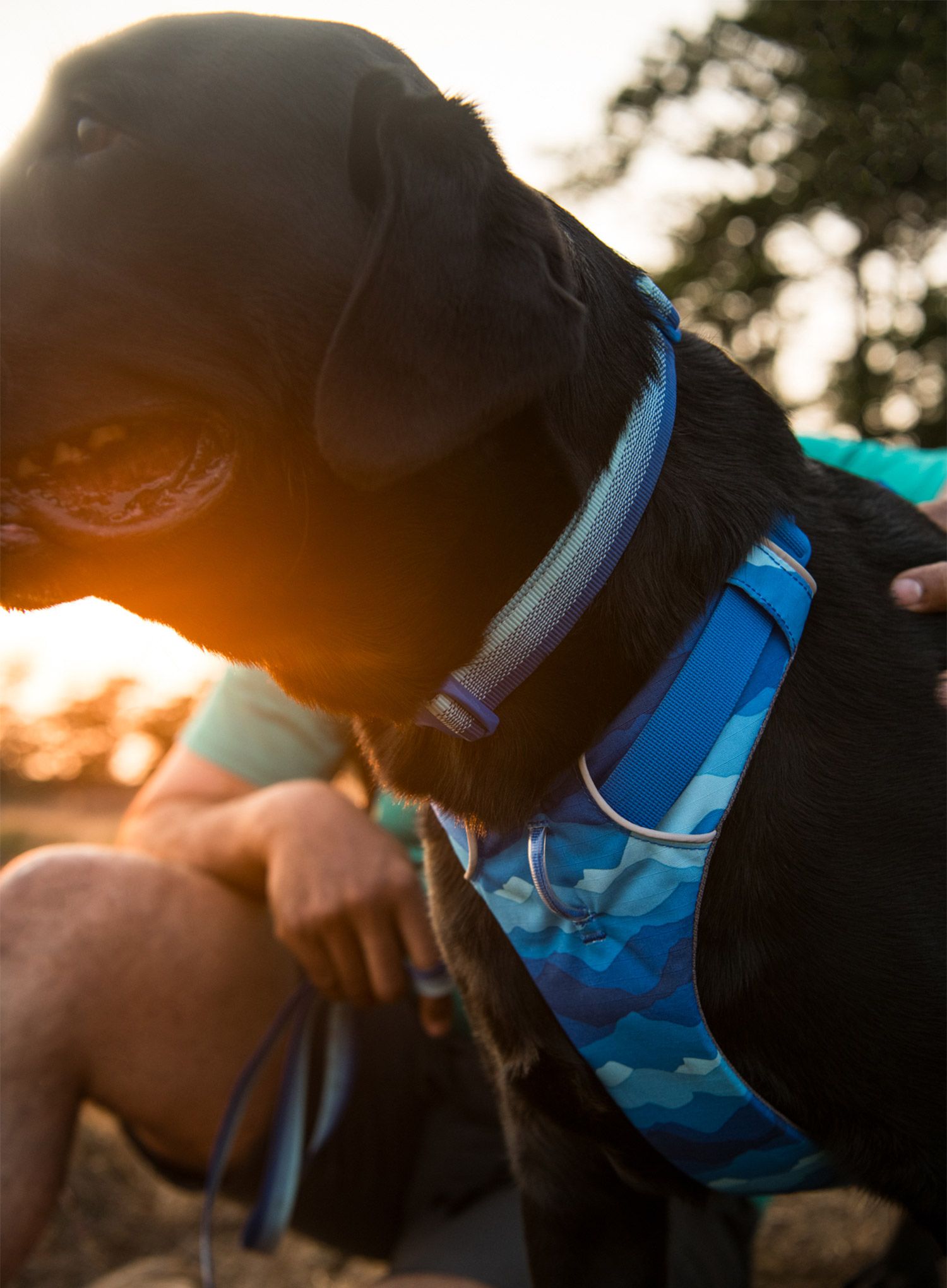 Pasja oprsnica Ruffwear Front Range Harness M - coastal mountains