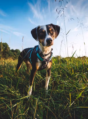 Pasja oprsnica Ruffwear Hi and Light Harness S - basalt gray