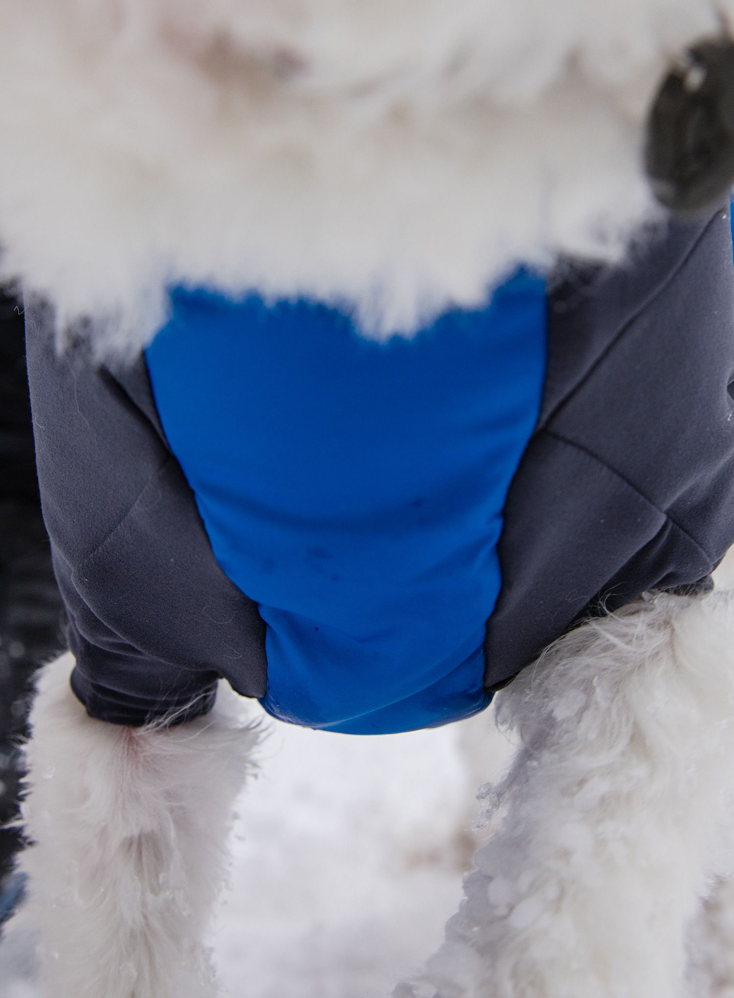 Plašč za psa Ruffwear Powder Hound Jacket - pool blue