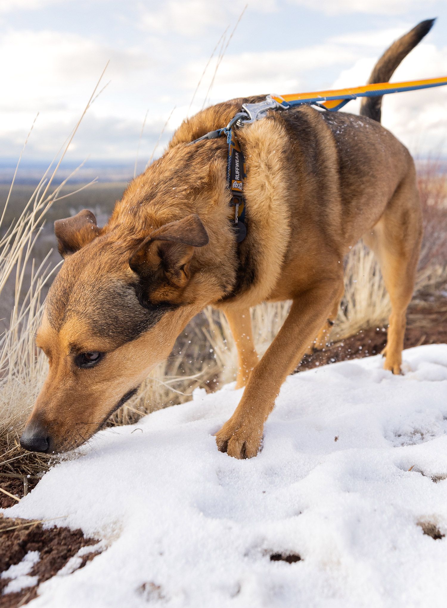 Pasji povodec Ruffwear Roamer Bungee Leash - yellow snow