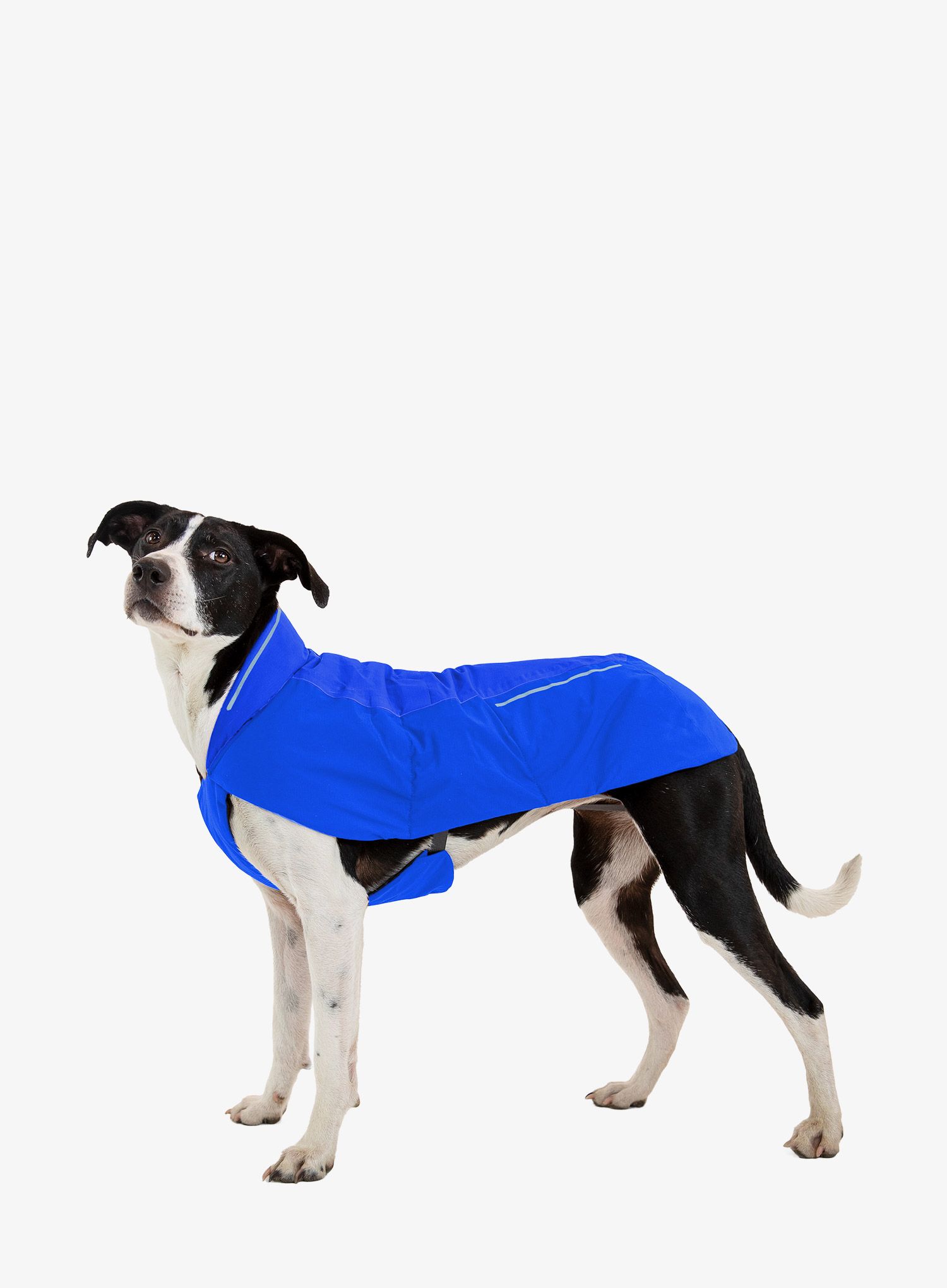 Plašč za psa Ruffwear Vert Dog Jacket - blue pool
