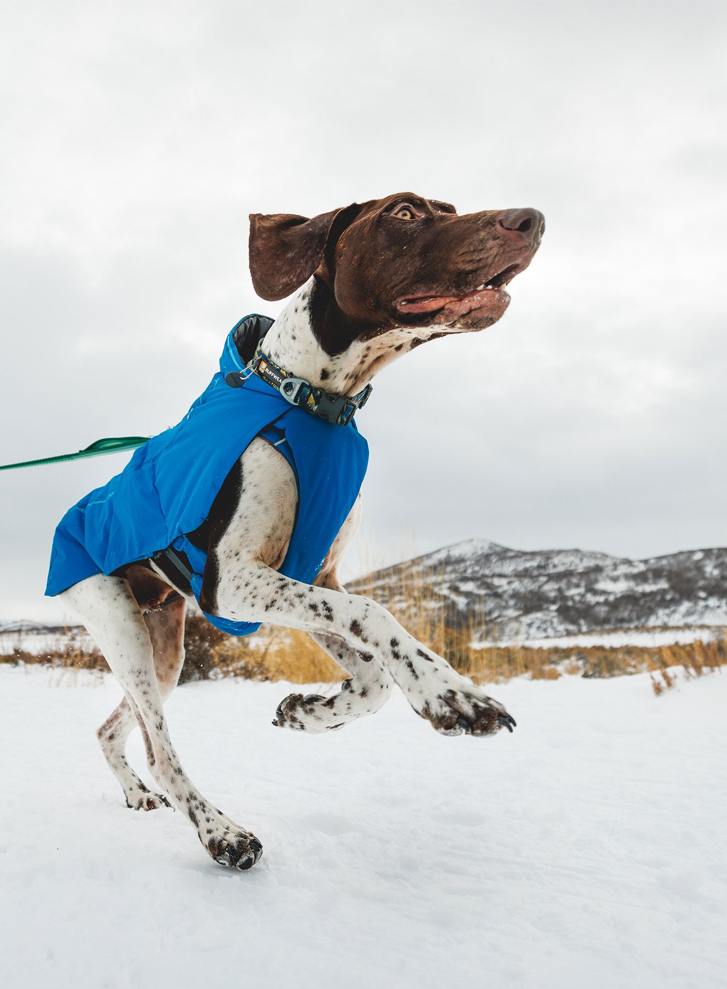Plašč za psa Ruffwear Vert Dog Jacket - blue pool