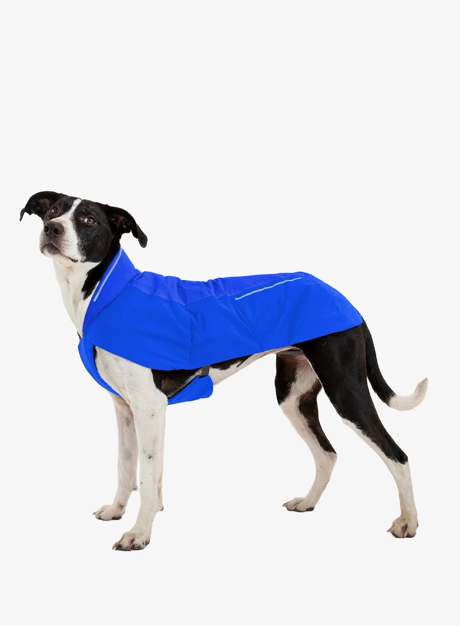 Plašč za psa Ruffwear Vert Jacket - blue pool