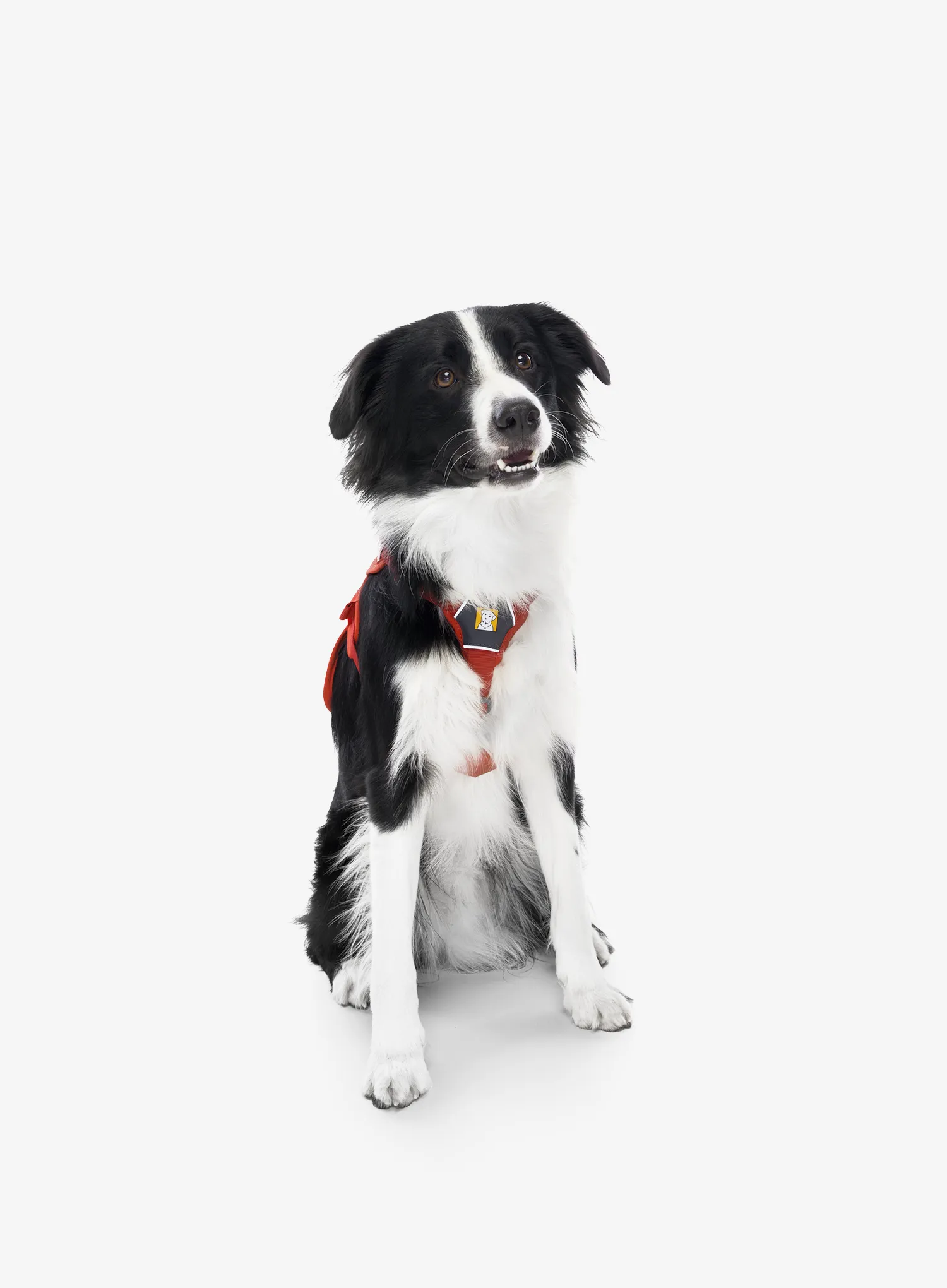 Pasja oprsnica Ruffwear Web Master Harness - red sumac