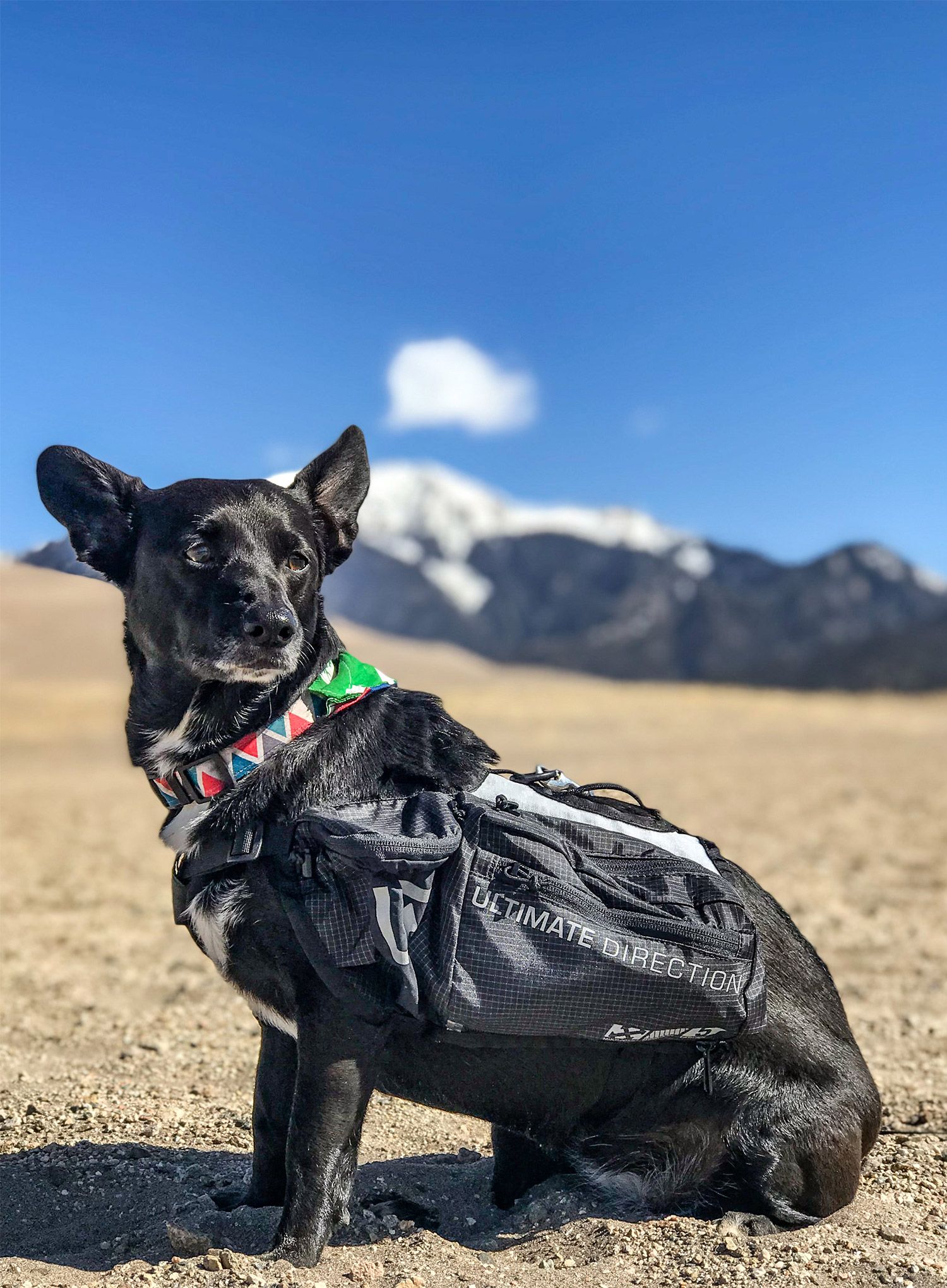 Torba za psa Ultimate Direction Dog Vest - black