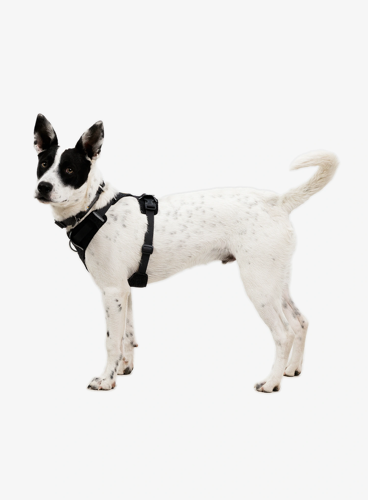 Pasja oprsnica Ruffwear Front Range Flex Harness L/XL - basalt gray