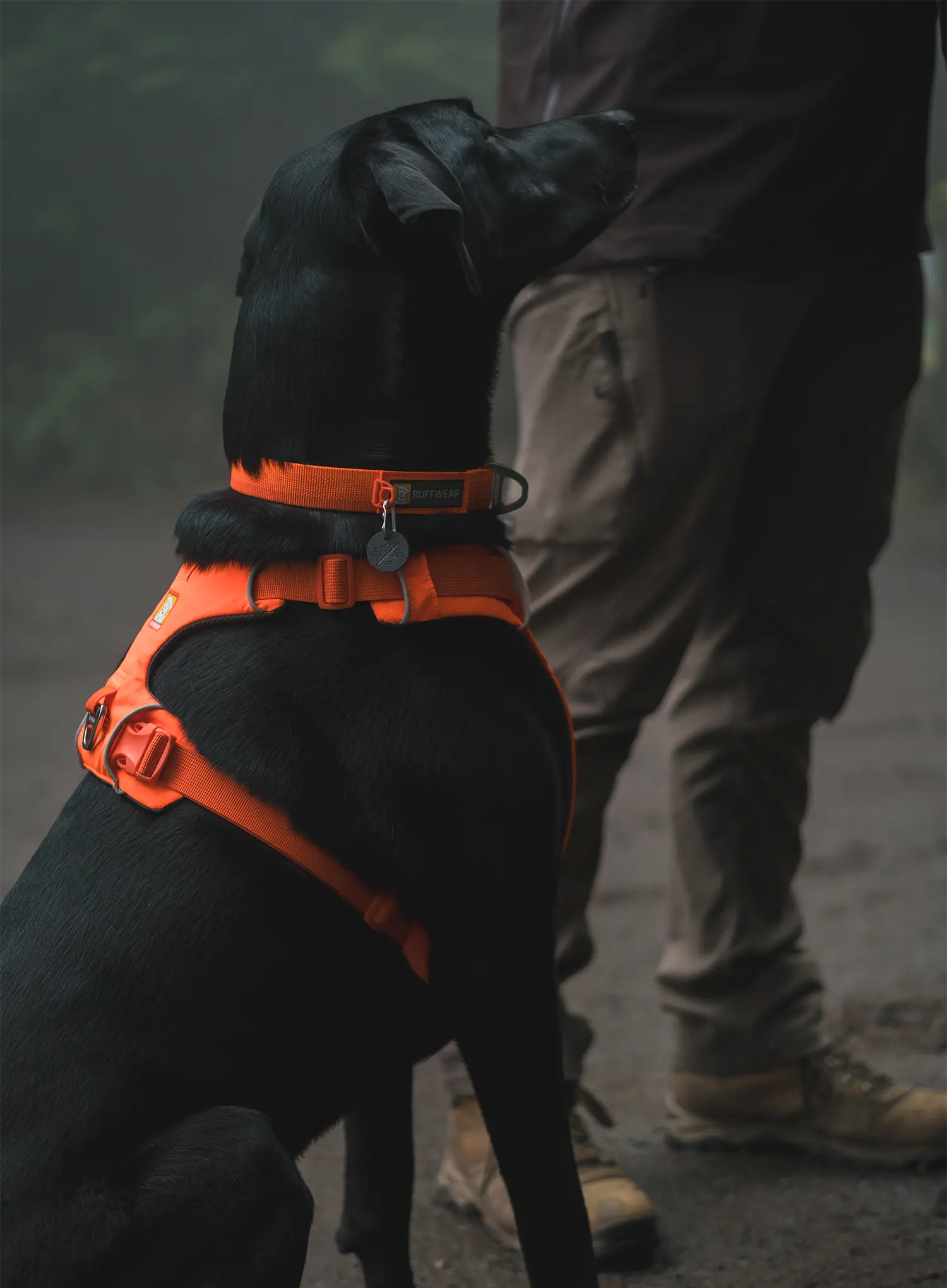 Pasja oprsnica Ruffwear Web Master Harness - blaze orange