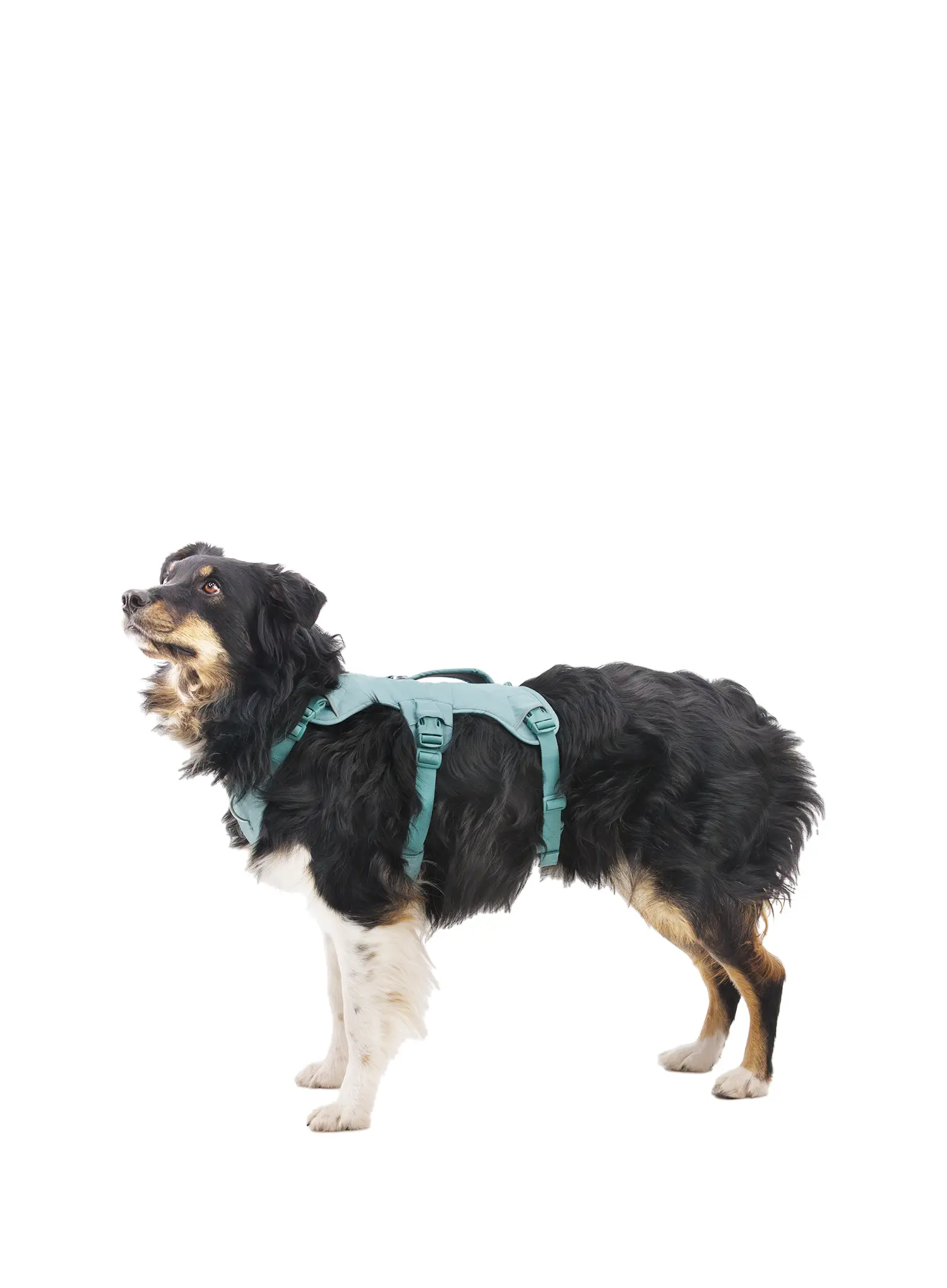 Pasja oprsnica Ruffwear Web Master Harness - river rock green